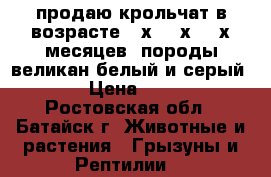 продаю крольчат в возрасте 2-х, 3-х, 4-х месяцев, породы великан белый и серый,  › Цена ­ 250 - Ростовская обл., Батайск г. Животные и растения » Грызуны и Рептилии   
